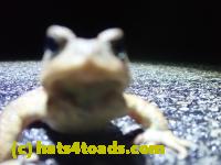 /home//u458753944/public_html/sourcegallery//Roxborough Toad Detour/2022/2022-03-17/P3170876.JPG